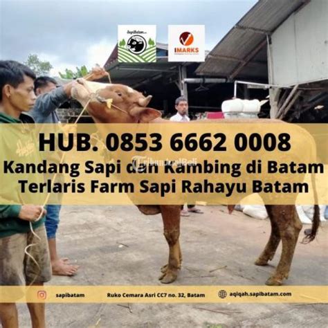 Sapi Kambing Qurban Idul Adha 2023 Di Batam Tribun JualBeli