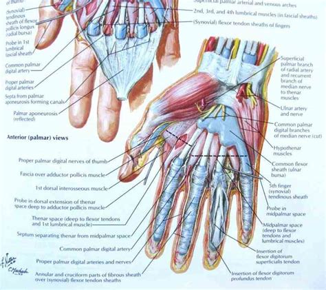 Hand Nerve Anatomy Anatomical Charts Posters | Sexiz Pix