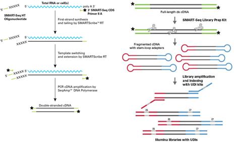 Smart Seq Mrna Htsmart Seq Mrna Ht Lp｜クロンテック製品情報｜タカラバイオ株式会社