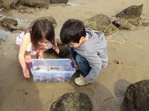 Abalone Cove Shoreline Park Tide Pools Rancho Palos Verdes Day Trips