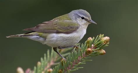 Tennessee Warbler Identification All About Birds Cornell Lab Of