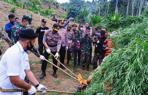 Ribu Batang Ganja Dimusnahkan Di Sawang Tersangka Terancam Hukuman