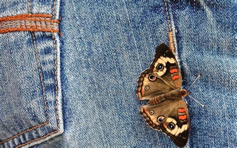 798397 Closeup Butterflies Jeans Rare Gallery HD Wallpapers