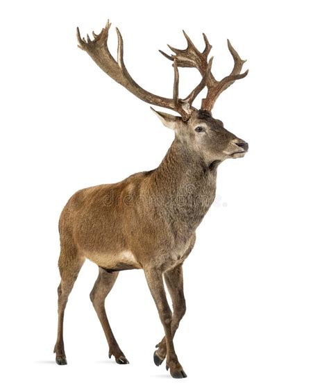 25702 Red Deer Stag Stock Photos Free And Royalty Free Stock Photos