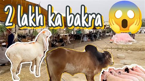 A Short Tour Of Bakra Mandi Taxila YouTube