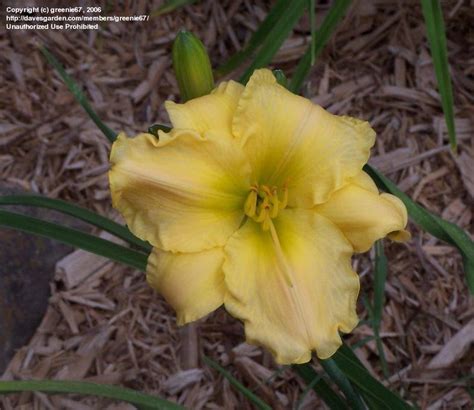 Plantfiles Pictures Daylily Fairy Charm Hemerocallis By Badseed