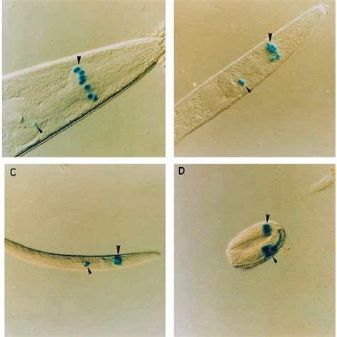 Caenorhabditis Elegans Pharyngeal Muscle Cells The Eight Muscle Layers