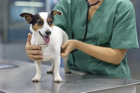 Puede Un Quiste En Un Perro Ser Canceroso