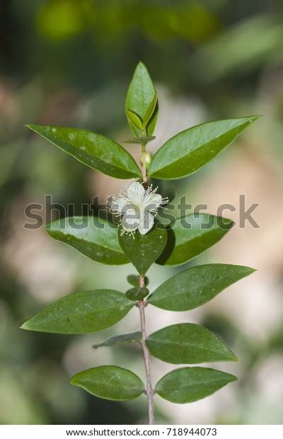 Myrtus Communis Common Myrtle Species Flowering Stock Photo 718944073 ...