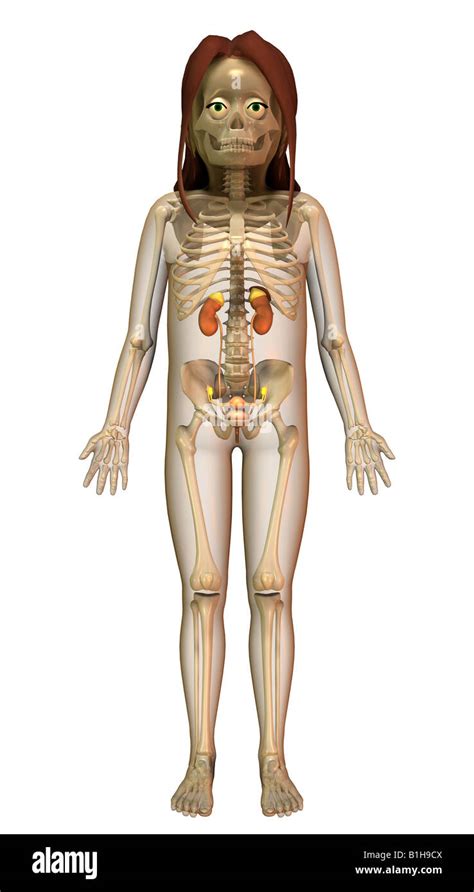 Anatomy Urinary Female Sex Organs Transparent Skeleton Stock Photo Alamy