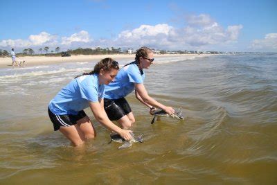 Gulfarium C A R E Center Releases Eight Cold Stunned Sea Turtles