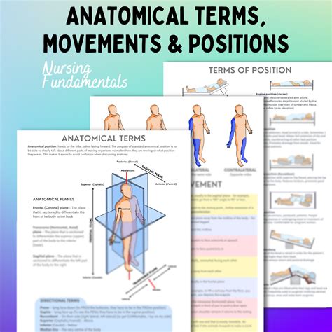 Anatomical Terms Movements And Positions Page Pdf Etsy Australia