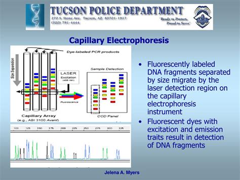 Ppt Forensic Dna Analysis Jelena A Myers Senior Criminalist Dna Powerpoint Presentation