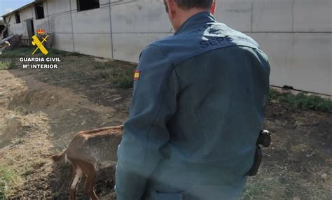 Investigado Un Hombre En Herguijuela Por Un Delito De Abandono Y