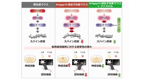 統合失調症の病態解明と治療薬開発に一歩前進 ―rho キナーゼが治療標的になり得る可能性を世界で初めて示唆― 名古屋大学研究成果情報