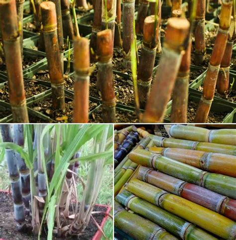 Growing Sugarcane In Pots From Stalks Cuttings Gardening Tips