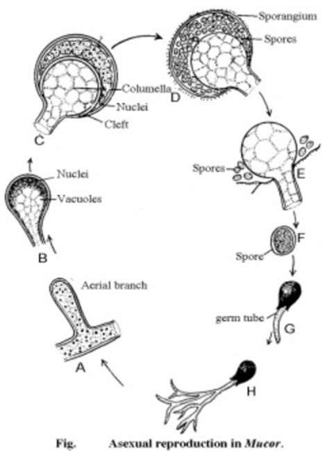 Mucor Life Cycle