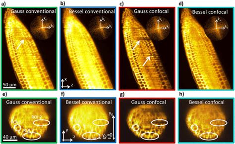 Image Cross Sections From Arabidopsis Root Tip Using 4 Different