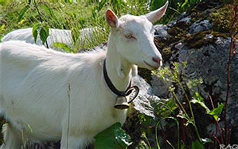 Raonline Schweiz Wandern Toggenburg Churfirsten St Gallen