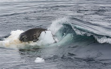 Orcas Trabalham Em Grupo Para Capturar Foca Bbc Brasil