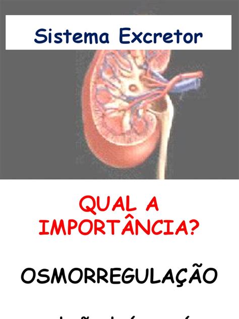 PDF Aula 7 Sistema Excretor Fisio Humana Ppt DOKUMEN TIPS