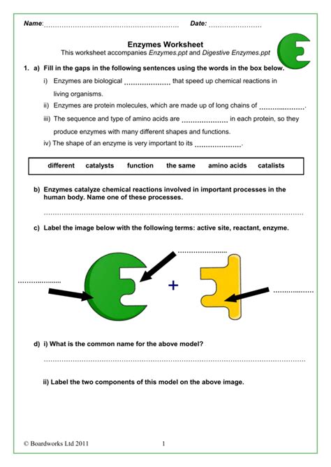 Enzymes Worksheets