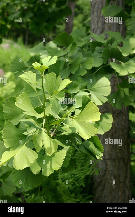 Ginkgo Biloba Tree Hi Res Stock Photography And Images Alamy