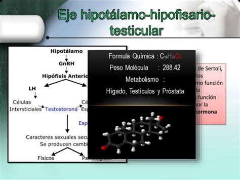 Hormonas Sexuales PPT Descarga Gratuita