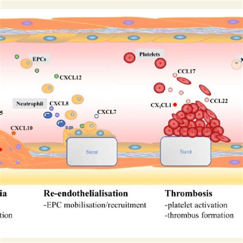 Multiple Roles Of Chemokines In The Vascular Biological Mechanisms