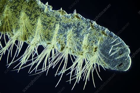 Bristle Worm Light Micrograph Stock Image C0269099 Science