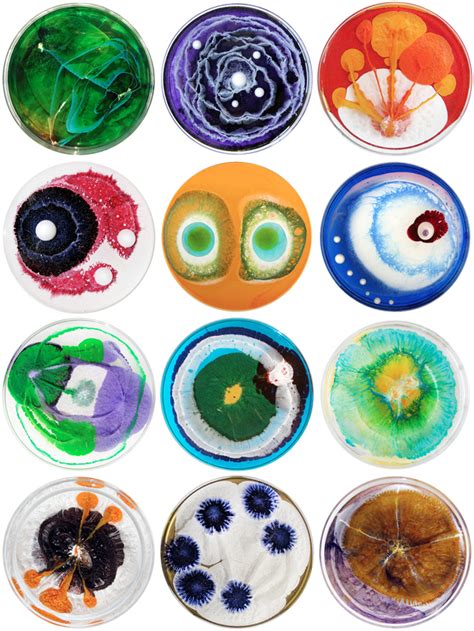 Petri Dish Art