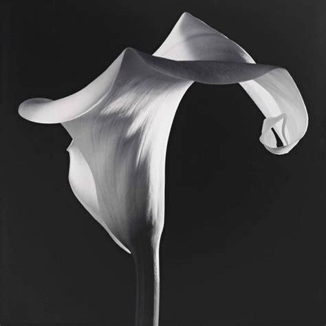 Robert Mapplethorpe The Perfect Medium” — Retrospective At Lacma And