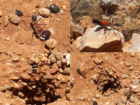 formicidae formicinaecamponotus capito sugar ant dscf flickr