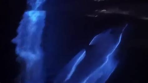 Pod of Dolphins Glows Blue in Bioluminescent Waves, Really Cool Video