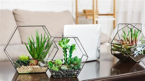 Best terrarium plants – 10 top choices from the experts | Homes & Gardens