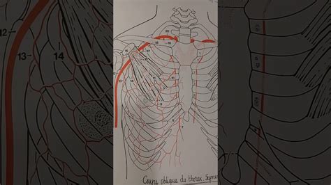 Vascularisation Art Rielle Et Drainage Lymphatique Du Sein Youtube