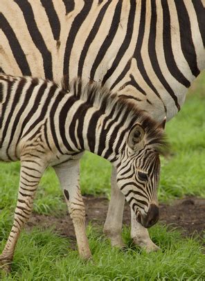 Facts on Zebra Babies | Sciencing