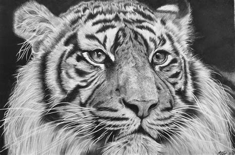 Wildlife Art Gallery Jess Ridley Art