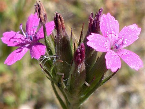 Deptford Pink Dianthus Armeria