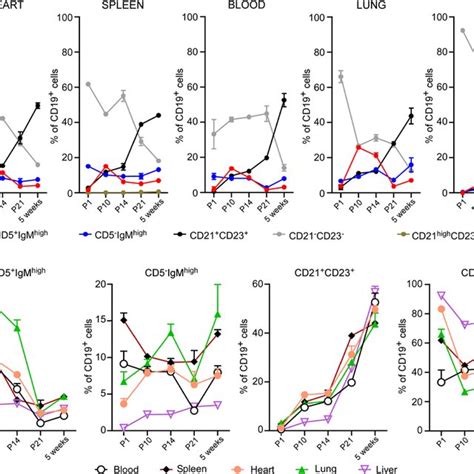 Myocardial Associated B Cells Are Mostly Intravascular Throughout Late