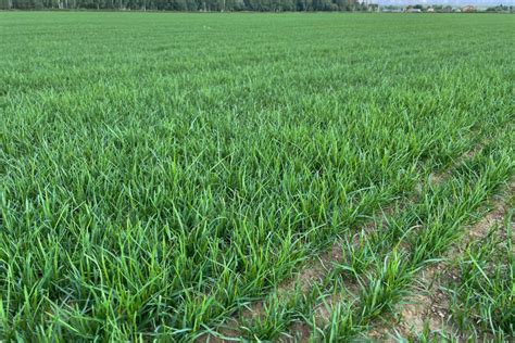 Молодые всходы - Greenturf — продажа рулонного газона и семян газонных ...