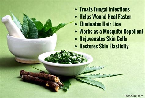 Benefits Of Neem The Wonder Leaf That Keeps Diseases At Bay