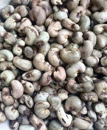 Whole Raw Cashew Nut W320 At Best Price In Rajahmundry ID 26863520291