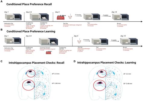 Frontiers Sex Differences In Hippocampal β Adrenergic Receptor