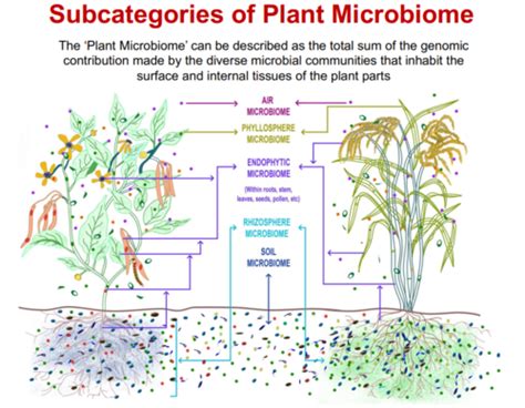 Environmental Microbiology Exam 4 Flashcards Quizlet