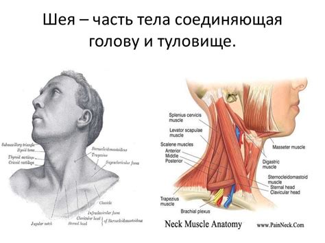Повреждения и хирургические заболевания шеи - презентация онлайн