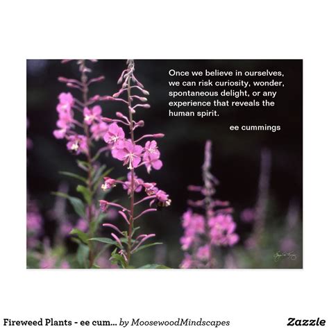 Fireweed Plants And Quote Cummings Postcard