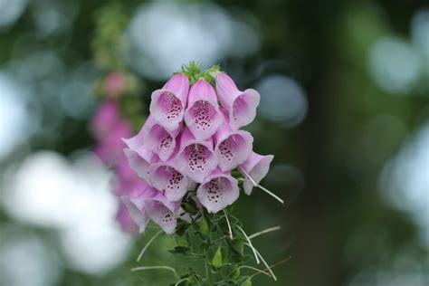 Digitalis - Chemical Test, Uses, Adulterants, and More