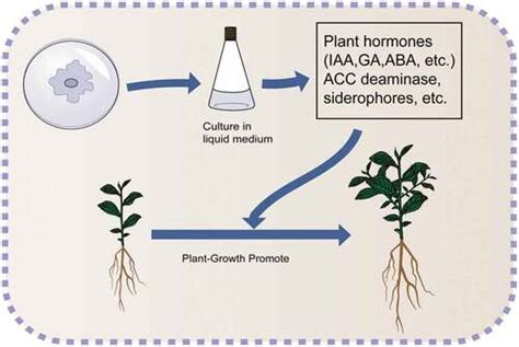 Full Article Implications Of Endophytic Microbiota In Camellia