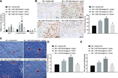 Mir 149 Repressed Osteogenic Differentiation By Reducing Twist1 Download Scientific Diagram